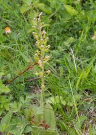 Attēlu rezultāti vaicājumam “Listera ovata leaf”