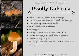 Attēlu rezultāti vaicājumam “Galerina marginata”