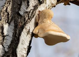 Attēlu rezultāti vaicājumam “Piptoporus betulinus”