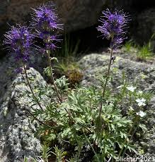 Attēlu rezultāti vaicājumam “Trichia alpina sessile”