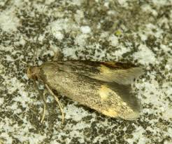 Attēlu rezultāti vaicājumam “Borkhausenia minutella”