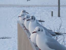 Image result for Chroicocephalus ridibundus