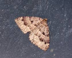 Attēlu rezultāti vaicājumam “Triphosa dubitata”