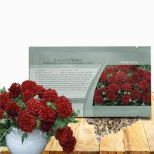 Image result for Gaillardia pulchella