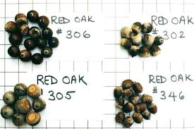 Attēlu rezultāti vaicājumam “Quercus rubra fruit”