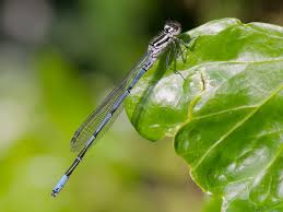 Attēlu rezultāti vaicājumam “Coenagrion puella male”