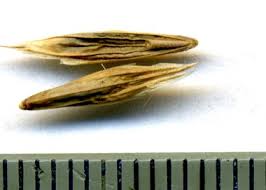 Attēlu rezultāti vaicājumam “Bromopsis inermis fruit”