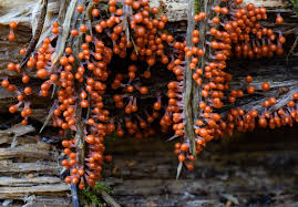 Attēlu rezultāti vaicājumam “Hemitrichia sp.”