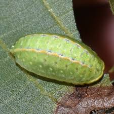 Attēlu rezultāti vaicājumam “Aphodius subterraneus imago”