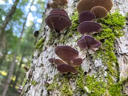 Attēlu rezultāti vaicājumam “Trichaptum biforme”