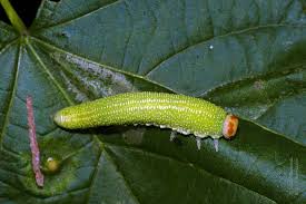 Attēlu rezultāti vaicājumam “Trichiosoma larva”