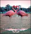 Mycix » Blog Archive » Flamingo