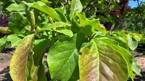 Attēlu rezultāti vaicājumam “Magnolia cylindrica”