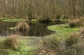 Attēlu rezultāti vaicājumam “Glyceria fluitans”