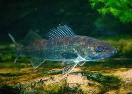 Image result for Sander vitreus