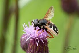 Attēlu rezultāti vaicājumam “Sericomyia lappona”