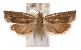 Attēlu rezultāti vaicājumam “Epiblema grandaevana”