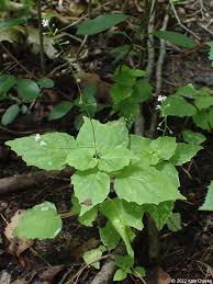 Attēlu rezultāti vaicājumam “Circaea alpina leaf”