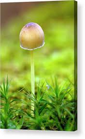 Attēlu rezultāti vaicājumam “Mycena epipterygia”