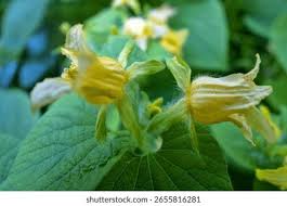 Attēlu rezultāti vaicājumam “Thladiantha dubia”