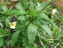 Attēlu rezultāti vaicājumam “Viola arvensis bud”
