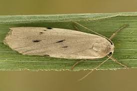 Attēlu rezultāti vaicājumam “Pelosia muscerda”