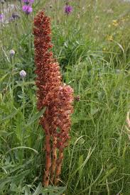 Attēlu rezultāti vaicājumam “Orobanche elatior flower”