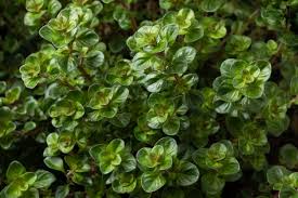 Attēlu rezultāti vaicājumam “Thymus pulegioides fruit”