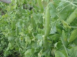 Attēlu rezultāti vaicājumam “Pisum sativum fruit”