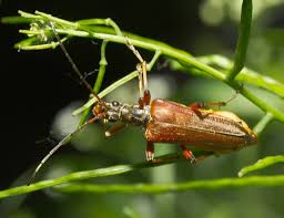 Attēlu rezultāti vaicājumam “Stenocorus meridianus”