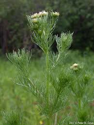 Attēlu rezultāti vaicājumam “Tripleurospermum inodorum flower”