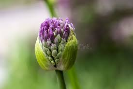 Attēlu rezultāti vaicājumam “Allium holandicum bud”