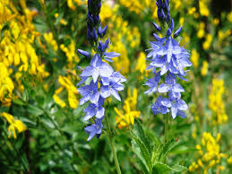 Attēlu rezultāti vaicājumam “Veronica austriaca subsp. teucrium bud”