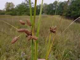 Attēlu rezultāti vaicājumam “Bolboschoenus maritimus”