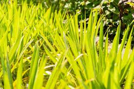 Attēlu rezultāti vaicājumam “Stratiotes aloides leaf”