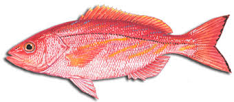 Image result for Rhomboplites aurorubens