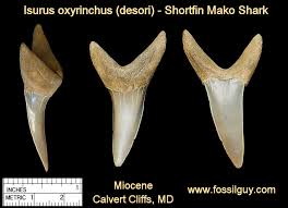 Image result for Isurus oxyrinchus