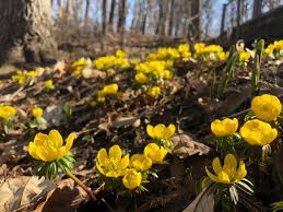 Attēlu rezultāti vaicājumam “Eranthis hyemalis”