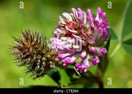 Attēlu rezultāti vaicājumam “Trifolium medium bud”