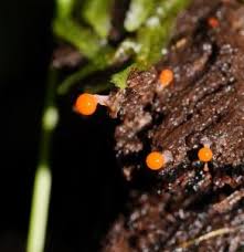 Attēlu rezultāti vaicājumam “Hemitrichia decipiens”