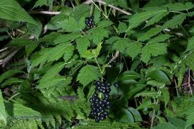 Attēlu rezultāti vaicājumam “Actaea spicata”