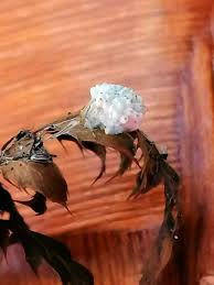 Attēlu rezultāti vaicājumam “Torrubiella arachnophila”