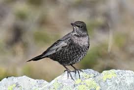 Image result for Turdus torquatus