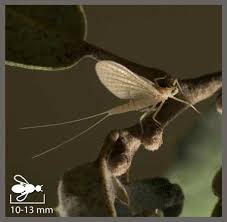 Attēlu rezultāti vaicājumam “Heptagenia sulphurea”