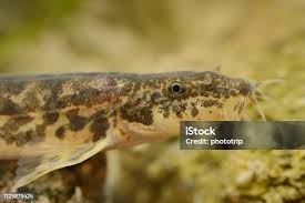 Attēlu rezultāti vaicājumam “Barbatula barbatula”