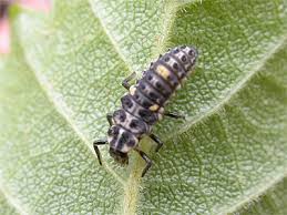 Attēlu rezultāti vaicājumam “Adalia bipunctata larva”