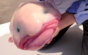 Image result for blobfish