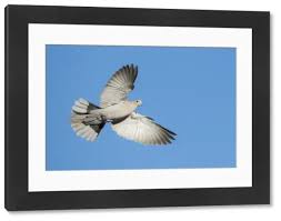 Attēlu rezultāti vaicājumam “Streptopelia decaocto adult”