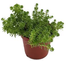 Attēlu rezultāti vaicājumam “Sedum sexangulare”