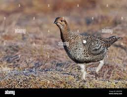 Image result for Tetrao tetrix